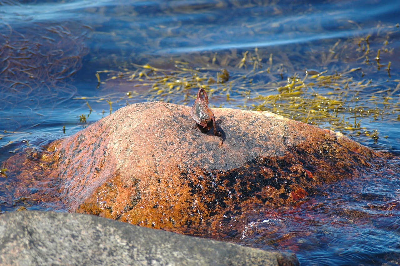 Can Seaweed Help to Offset Carbon Emissions?